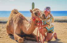 Beach Camel Ride & Encounter in Cabo 