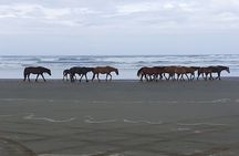 Cape Reinga - 90 Mile Beach Tour - With Lunch