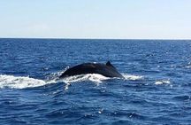 Kona Deluxe Catamaran Whale Watch 
