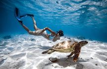 Cook Islands Turtle Tour