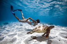 Private Turtle Tour Rarotonga (Price is for up to 3pax)