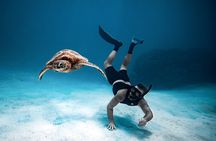 Private Turtle Tour Rarotonga (Price is for up to 3pax)