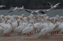 Everglades National Park Small Group Guided Boating and Walking Expedition 