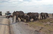 Overnight Amboseli National Park Safari 