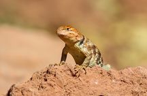 Reptile Hunting in The Sonoran Desert