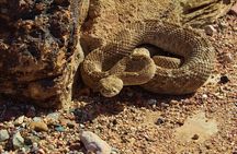 Reptile Hunting in The Sonoran Desert