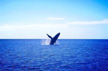 Moana’s Waikīkī Whale Watching Exploration