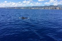 Moana’s Waikīkī Whale Watching Exploration