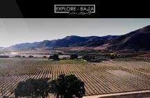 PRIVATE BAJA WINERIES EXPERIENCE (Transportation,concierge,custom schedule)