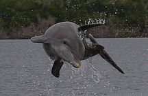 Private Everglades National Park Photography, Birding and Wildlife Safari