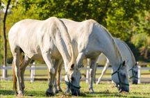 Lipica stud farm and Piran Tour from Ljubljana