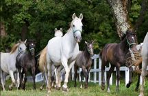 Lipica stud farm and Piran Tour from Ljubljana
