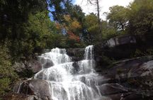 Old Growth Forest Cascade
