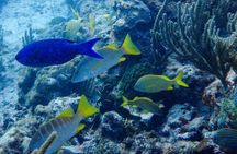  SPECIAL! Snorkel at MUSA - The Underwater Museum Reservation