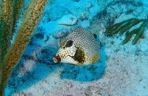  SPECIAL! Snorkel at MUSA - The Underwater Museum Reservation