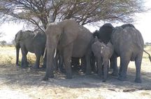 6 days wildlife safari in Tanzania