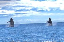 Humpback Whale and Dolphin Watch in Kona