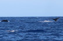 Humpback Whale and Dolphin Watch in Kona