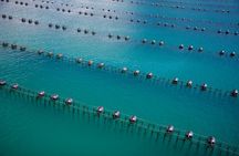 Marlborough Sounds Greenshell Mussel Tasting Cruise