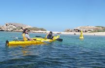 Seal and Penguin Islands Sea Kayak Day Tour