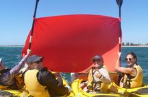 Seal and Penguin Islands Sea Kayak Day Tour