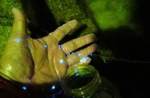 Night Kayak Tour Relax Under the Natural Glow of Sea Fireflies
