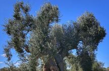 Day Tour of Bari, Alberobello, Matera