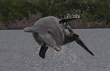 2 Hour Dolphin, Birding and Shelling Tour