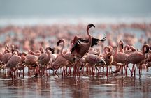 4 Days Mid Range Group Safari