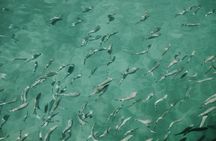 Sunset panorama & swimming with a fishes