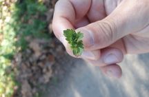 Half Day Gastronomic Wild Walk in Girona
