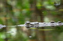 Wildlife Safari Float by Kayak in Peñas Blancas River from Arenal