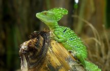 Wildlife Safari Float by Kayak in Peñas Blancas River from Arenal