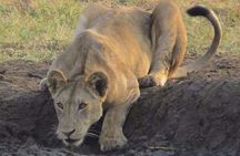 The Admirable Mikumi National Park - 2 Days