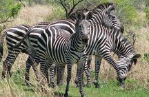 The Admirable Mikumi National Park - 2 Days