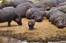 The Admirable Mikumi National Park - 2 Days