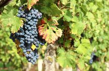 Epicurean Discovery Tour with Wine & Local Specialties