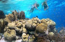 Clearbottom Mangrove Kayak & Snorkel tour