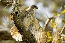 Bird Watching Adventure