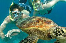 8-Day Cairns Tour: Great Barrier Reef, Kuranda, Daintree Rainforest