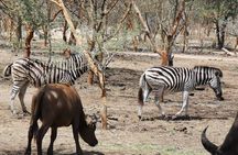 Bandia Park Safari (Minimum 2 Participants)
