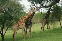 Bandia Park Safari (Minimum 2 Participants)