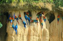 Macaw Collpa & Sandoval Lake 4 Days / 3 Nights