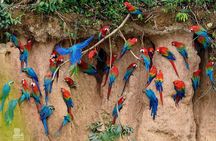 Macaw Collpa & Sandoval Lake 4 Days / 3 Nights