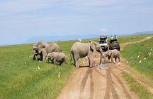 Private Full-Day Safari Tour Amboseli National Park with Lunch
