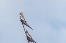 Pilbara Bird Tours