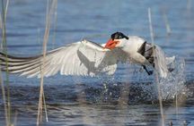 Pilbara Bird Tours