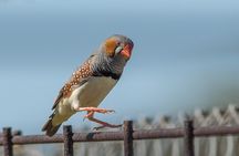 Pilbara Bird Tours