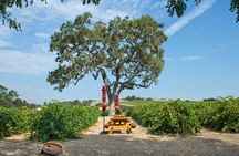 Semi-Private, Modified Hop-On Hop-Off Wine Tasting Tour from Morro and Cayucos