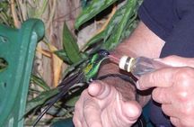 Rocklands Bird Sanctuary and Montego Bay Highlights Tour from Falmouth